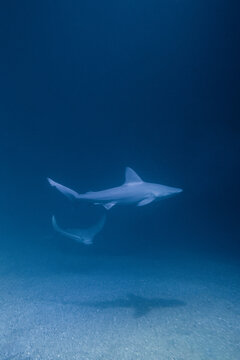 Underwater photograph of a shark swimming whit a manta at the bottom of the sea.
