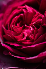 Obraz premium art abstract background of stunning deep red-purple rose . extreme macro