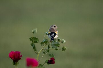 Goldfinch sitting on a flower with bokeh