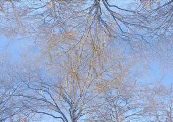 tree branches, abstract drawing, silhouettes, light and shadow, sunny day, background, background for a postcard, pastel sky, spring dreams, compositing, fairy tale plot