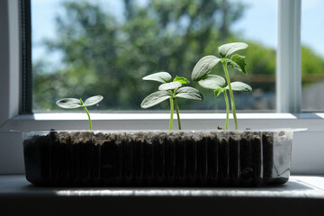 Cucumber seedlings in container on windowsill. Young sprouts of cucumber plant close up.