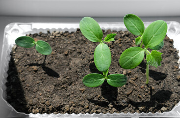 Cucumber seedlings in container on windowsill. Young sprouts of cucumber plant close up.