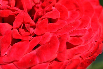 stunning red scarlet rose background. macro shot at sunny day