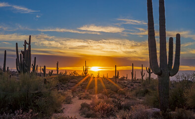 Sunset time in the Arizona desert with Saguaro cactus