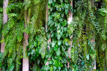 Fern and philodendron texture wall jungle planted plants in an urban environment