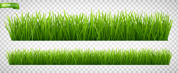 Vector realistic illustration of grass borders on a transparent background.
