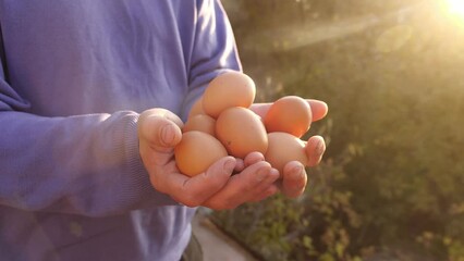 Chicken eggs in the hands of a farmer. Organic food, small local family poultry farm. Quail Farming