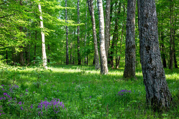 Green grassy carpet with wild flowers in a birch grove