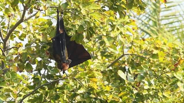 full shot of indian flying fox or greater indian fruit bat or Pteropus giganteus big yawn and preening cleaning wings hanging on tree at keoladeo national park bharatpur bird sanctuary rajasthan india