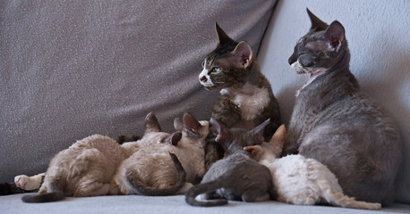 Devon Rex Katze mit ihren Kittens