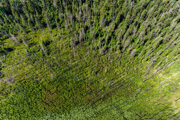 Dead trees in a forest overgrown after a fire, aerial view