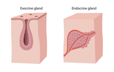 Difference between Endocrine and Exocrine Glands