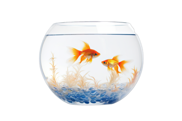 Beautiful Round Goldfish Bowl With Goldfish On Transparent Background