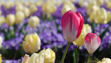 Gordijnen 春の花畑 © 利光 守本
