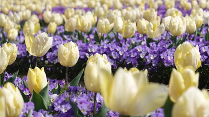 Tuinposter 春の花畑 © 利光 守本