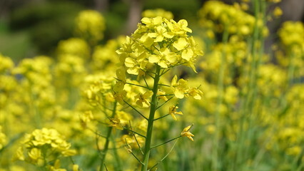 Fototapeta premium 春の花畑