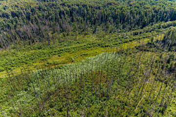 Fototapeta na wymiar A burned out and overgrown area of forest after a fire on an underground main gas pipe, aerial view