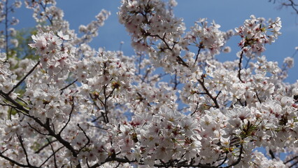 大阪の桜並木
