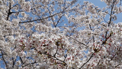 大阪の桜並木