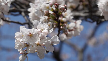 大阪の桜並木