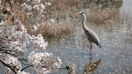春の桜