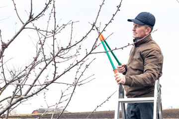 A gardener cuts a branch of a tree with big scissors while standing on a ladder in early spring