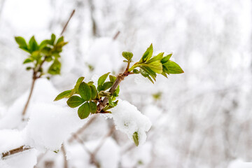 A snow-covered tree branch with young green leaves during spring cooling