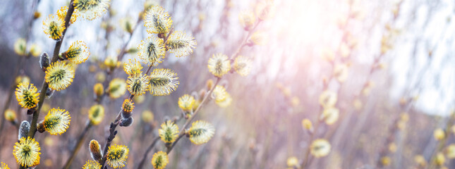 Willow branches with catkins in the forest in sunny weather, spring background