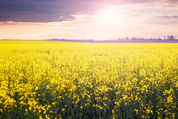 Spring field with yellow rapeseed flowers and picturesque cloudy sky during sunset