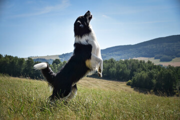 Naklejka na ściany i meble Border collie is jumping in the nature. He is so crazy dog on trip. Happy walking with dog. Summer day in nature with dog 