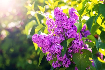 Wandcirkels aluminium Blooming purple lilac in a spring garden © Volodymyr