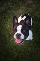 Fototapeta premium Summer portrait of French buldog. He is so cute in the nature. He has so lovely face