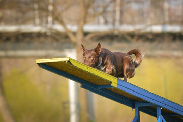 Dog is running on agility see-saw. She is so incredible dog on agility.