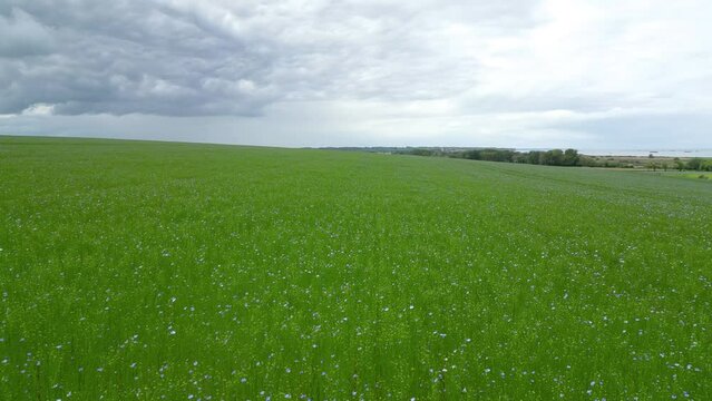 Champ de lin vue de drone en Normandie