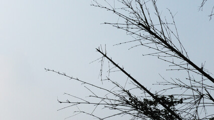 Silhouette image of skeleton bamboo branches