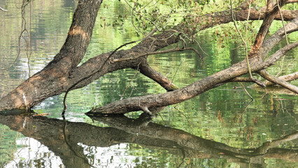 Fallen tree with reflection in the lake