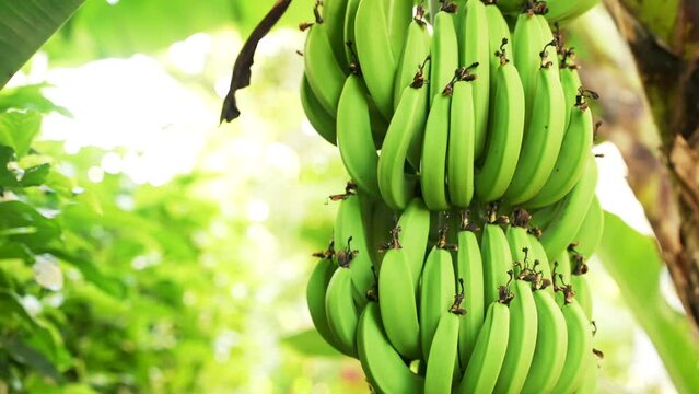 Close up of many unripe green bananas hanging on a palm tree branch. Fresh natural sweet tropical fruits as a sugar substitute. Healthy food copy space background