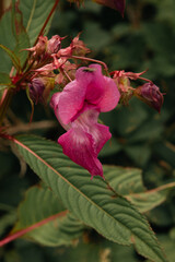 A pink Himalayan Balsam found blooming off of a trail running through Burrs Country Park in Bury, England.