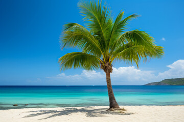 Fototapeta na wymiar Solitary Palm Tree on a Pristine Caribbean Beach.