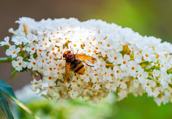 A hoverfly collects nectar on the flowers of the buddleia. Insect close-up.  © Elly Miller