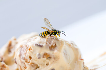 A wasp on creamy pastry. Insect on food.
