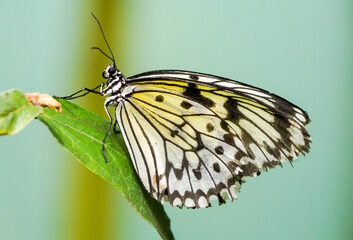 Large tree nymph. Butterfly in natural habitat. Insect close-up. Idea leuconoe. Paper kite butterfly, rice paper butterfly.