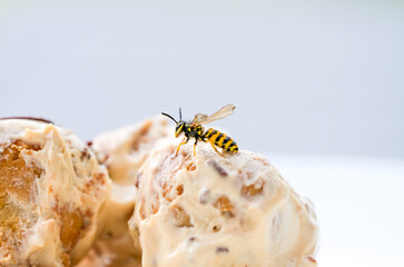 A wasp on creamy pastry. Insect on food.
