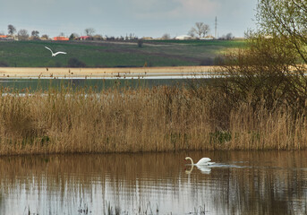Swans seen in wild, natural environment during fall, autumn with grass reeds sticking up from water