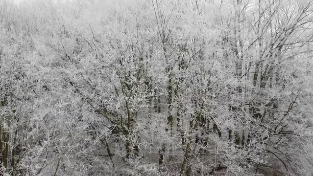 flying on a copter over the forest, branches in frost.