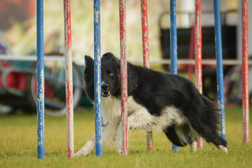 Lovely Border collie is running slalom on czech agility competition slalom. Dogs love it