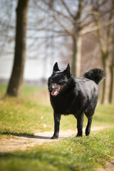 Young female of schipperke is running in grass. She has so nice face. She is so patient model. 