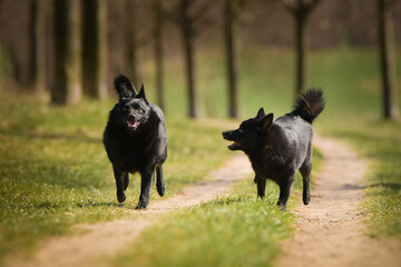Obraz na płótnie Canvas Two dogs of schipperke are running in grass. Summer day in nature with dogs. walk with dog. 
