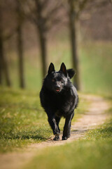 Young female of schipperke is running in grass. She has so nice face. She is so patient model. 