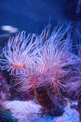 Naklejka na ściany i meble anemones coral reef underwater